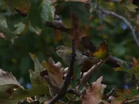 Geelstuitzanger [Dendroica coronata]